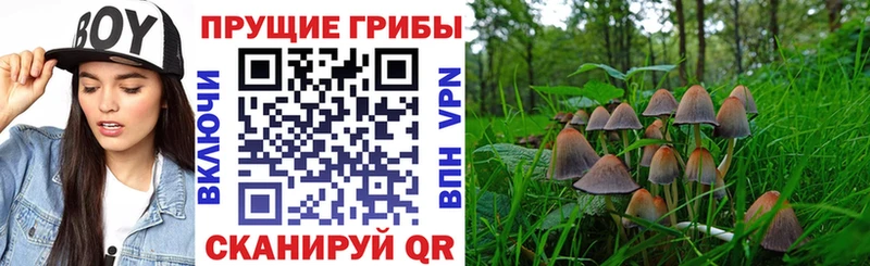 кракен зеркало Верхняя Салда Галлюциногенные грибы Magic Shrooms